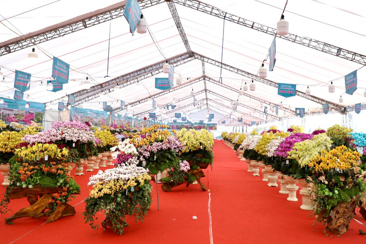 Choang voi chau lan ho diep “khung” gia gan 1,7 ti o Ha Noi-Hinh-9