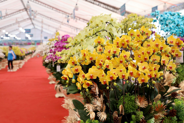 Choang voi chau lan ho diep “khung” gia gan 1,7 ti o Ha Noi-Hinh-10