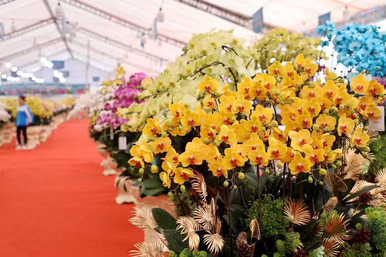 Choang voi chau lan ho diep “khung” gia gan 1,7 ti o Ha Noi-Hinh-10