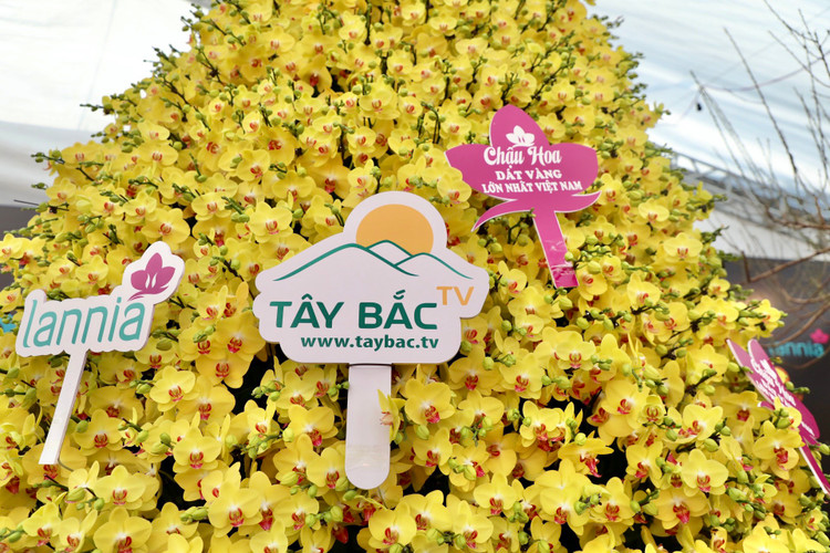 Choang voi chau lan ho diep “khung” gia gan 1,7 ti o Ha Noi-Hinh-2