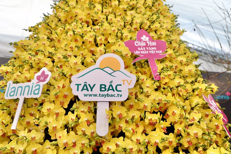 Choang voi chau lan ho diep “khung” gia gan 1,7 ti o Ha Noi-Hinh-2