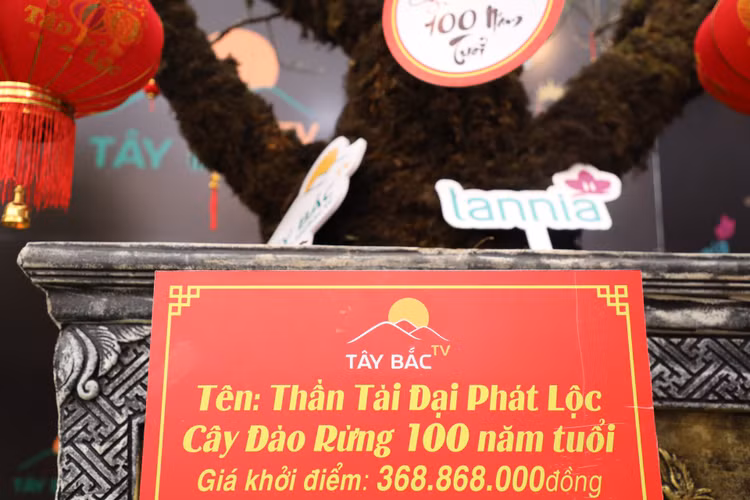 Dao rung Lai Chau 100 nam tuoi ve Ha Noi gia hon 368 trieu-Hinh-5