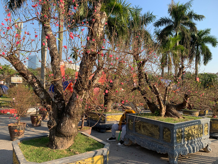 Dao rung Lai Chau 100 nam tuoi ve Ha Noi gia hon 368 trieu-Hinh-8