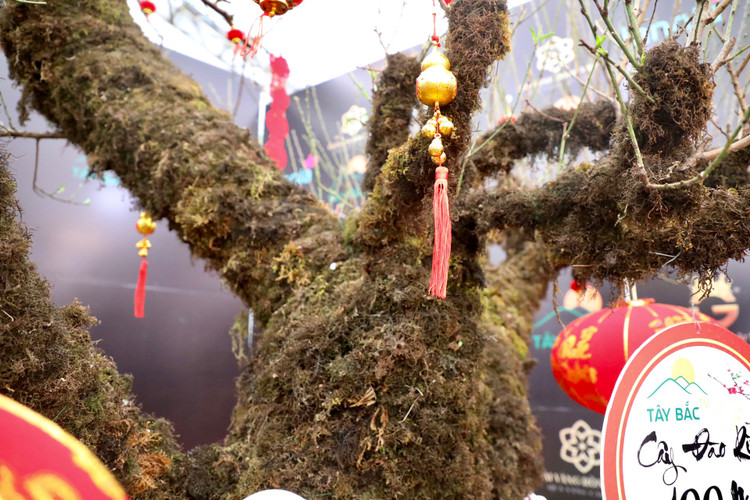 Dao rung Lai Chau 100 nam tuoi ve Ha Noi gia hon 368 trieu-Hinh-3