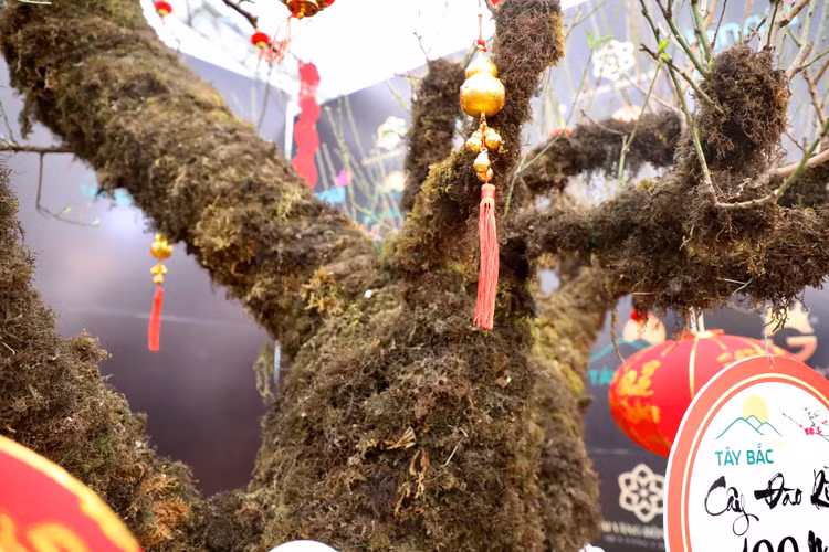 Dao rung Lai Chau 100 nam tuoi ve Ha Noi gia hon 368 trieu-Hinh-3