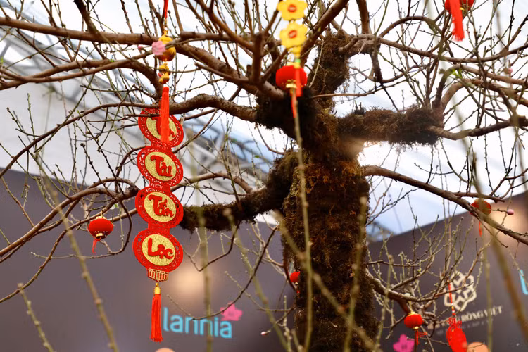 Dao rung Lai Chau 100 nam tuoi ve Ha Noi gia hon 368 trieu-Hinh-2