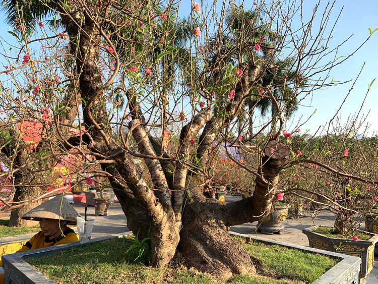 Dao rung Lai Chau 100 nam tuoi ve Ha Noi gia hon 368 trieu-Hinh-9