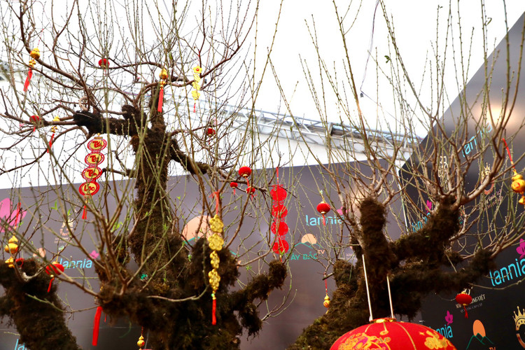 Dao rung Lai Chau 100 nam tuoi ve Ha Noi gia hon 368 trieu-Hinh-4