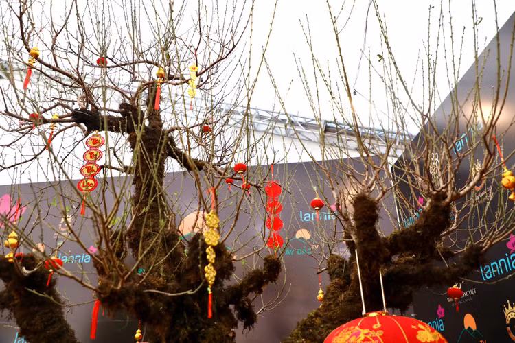 Dao rung Lai Chau 100 nam tuoi ve Ha Noi gia hon 368 trieu-Hinh-4