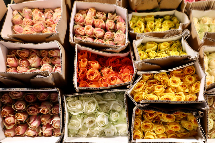 Trai nghiem cho hoa dem lon nhat Ha Noi ngay cuoi nam-Hinh-7