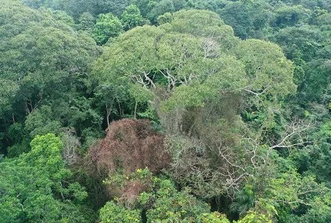 Độc lạ loài cây càng bị sét đánh càng khỏe, tiêu diệt đối thủ - Hình 2 Doc la loai cay cang bi set danh cang khoe, tieu diet doi thu-Hinh-2