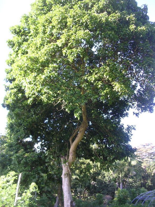 Độc lạ loài cây càng bị sét đánh càng khỏe, tiêu diệt đối thủ - Hình 8 Doc la loai cay cang bi set danh cang khoe, tieu diet doi thu-Hinh-8