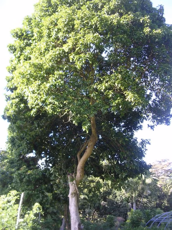 Doc la loai cay cang bi set danh cang khoe, tieu diet doi thu-Hinh-8