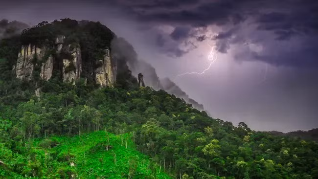 Doc la loai cay cang bi set danh cang khoe, tieu diet doi thu