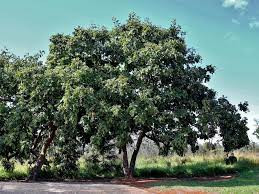 Độc lạ loài cây càng bị sét đánh càng khỏe, tiêu diệt đối thủ - Hình 10 Doc la loai cay cang bi set danh cang khoe, tieu diet doi thu-Hinh-10