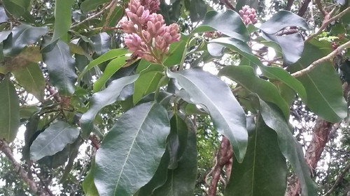 Độc lạ loài cây càng bị sét đánh càng khỏe, tiêu diệt đối thủ - Hình 7 Doc la loai cay cang bi set danh cang khoe, tieu diet doi thu-Hinh-7