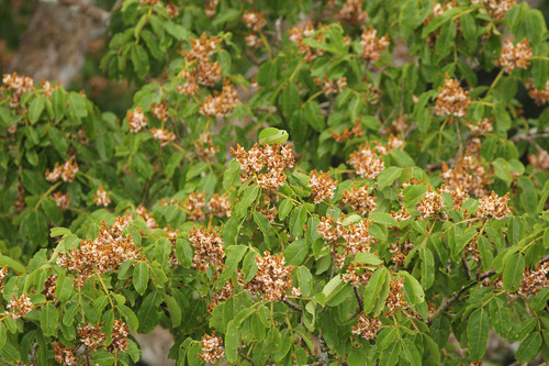 Độc lạ loài cây càng bị sét đánh càng khỏe, tiêu diệt đối thủ - Hình 6 Doc la loai cay cang bi set danh cang khoe, tieu diet doi thu-Hinh-6