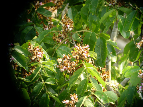 Độc lạ loài cây càng bị sét đánh càng khỏe, tiêu diệt đối thủ - Hình 5 Doc la loai cay cang bi set danh cang khoe, tieu diet doi thu-Hinh-5