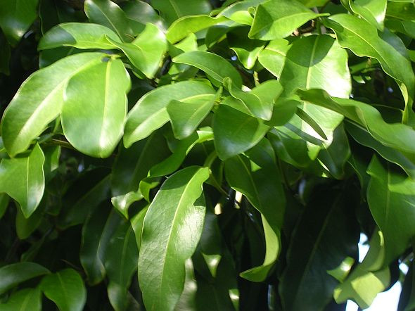 Độc lạ loài cây càng bị sét đánh càng khỏe, tiêu diệt đối thủ - Hình 9 Doc la loai cay cang bi set danh cang khoe, tieu diet doi thu-Hinh-9