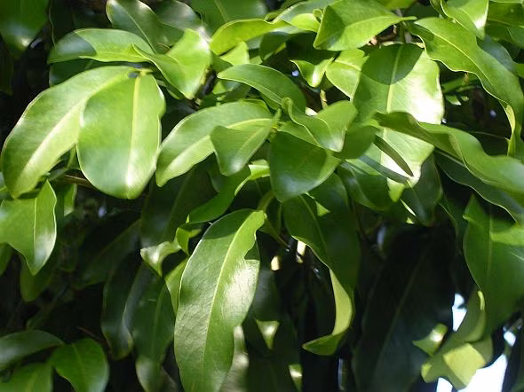 Doc la loai cay cang bi set danh cang khoe, tieu diet doi thu-Hinh-9