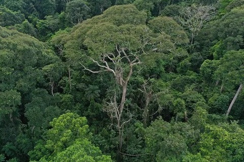 Độc lạ loài cây càng bị sét đánh càng khỏe, tiêu diệt đối thủ - Hình 3 Doc la loai cay cang bi set danh cang khoe, tieu diet doi thu-Hinh-3