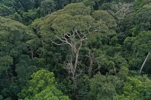 Doc la loai cay cang bi set danh cang khoe, tieu diet doi thu-Hinh-3