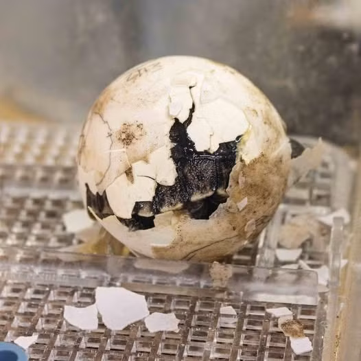 Chuyet that nhu dua... rua bien khong lo 100 tuoi lan dau sinh con-Hinh-4