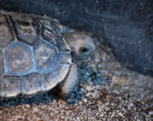 Chuyet that nhu dua... rua bien khong lo 100 tuoi lan dau sinh con-Hinh-7