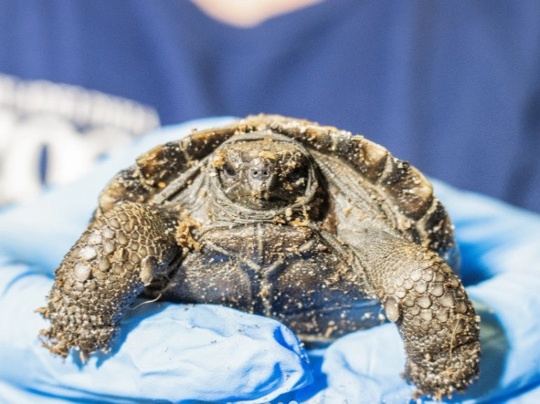 Chuyet that nhu dua... rua bien khong lo 100 tuoi lan dau sinh con-Hinh-9