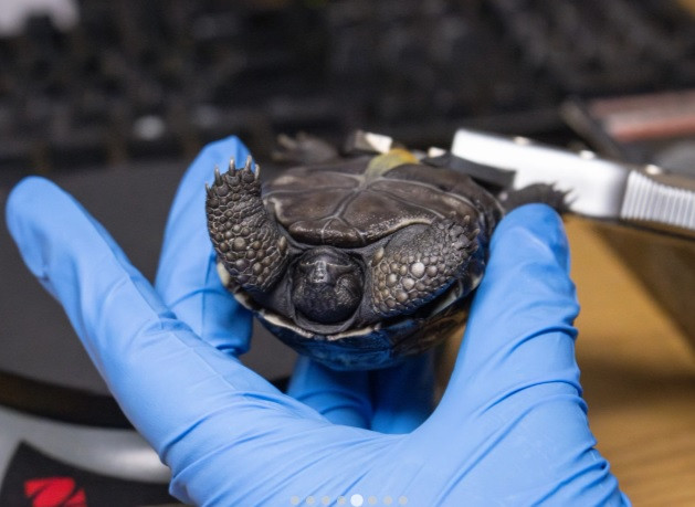 Chuyet that nhu dua... rua bien khong lo 100 tuoi lan dau sinh con-Hinh-8