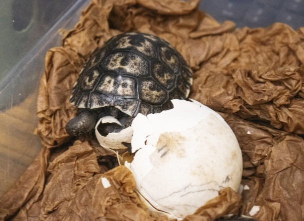 Chuyet that nhu dua... rua bien khong lo 100 tuoi lan dau sinh con-Hinh-10