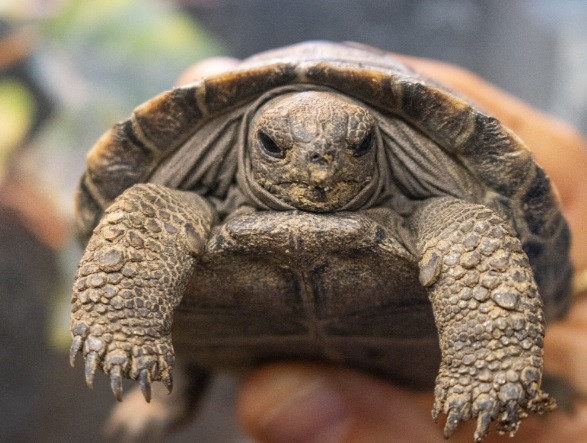 Chuyet that nhu dua... rua bien khong lo 100 tuoi lan dau sinh con-Hinh-6