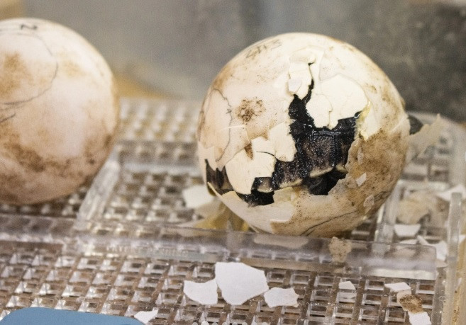 Chuyet that nhu dua... rua bien khong lo 100 tuoi lan dau sinh con-Hinh-5