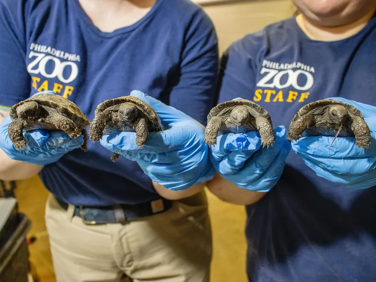 Chuyet that nhu dua... rua bien khong lo 100 tuoi lan dau sinh con-Hinh-2