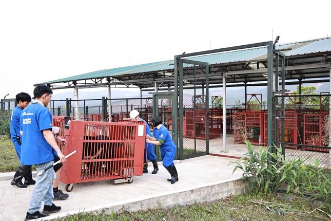 3 ca the gau ngua tai Ha Noi duoc cuu ho, loai quy hiem sao?