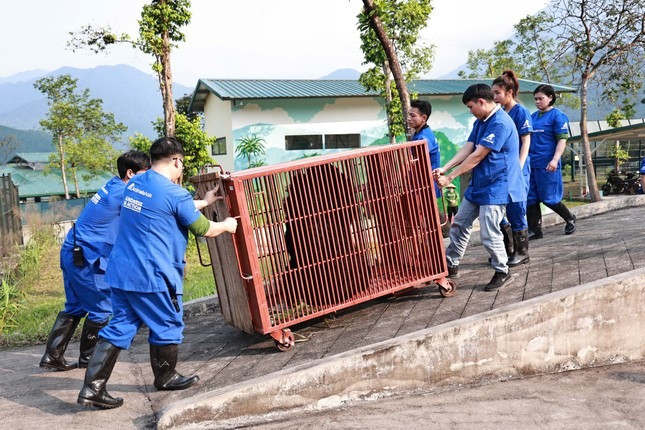 3 ca the gau ngua tai Ha Noi duoc cuu ho, loai quy hiem sao?-Hinh-2