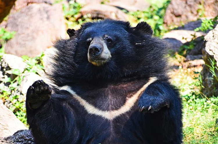 3 ca the gau ngua tai Ha Noi duoc cuu ho, loai quy hiem sao?-Hinh-6