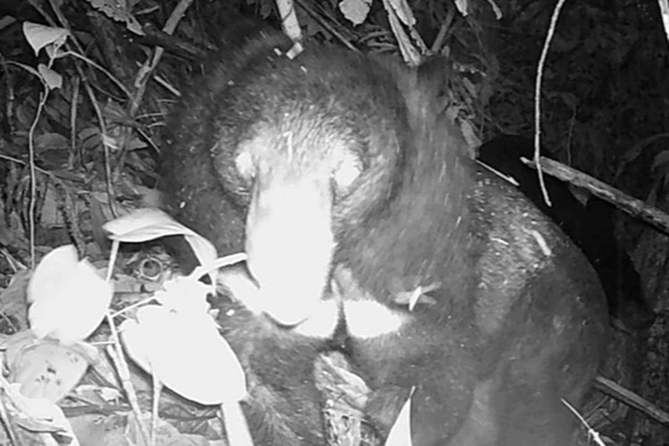 3 ca the gau ngua tai Ha Noi duoc cuu ho, loai quy hiem sao?-Hinh-4