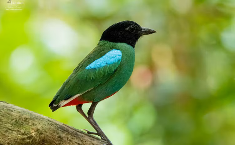 To mo chim duoi cut bung do 