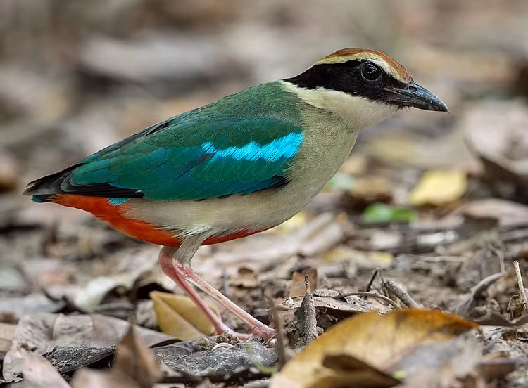 To mo chim duoi cut bung do 