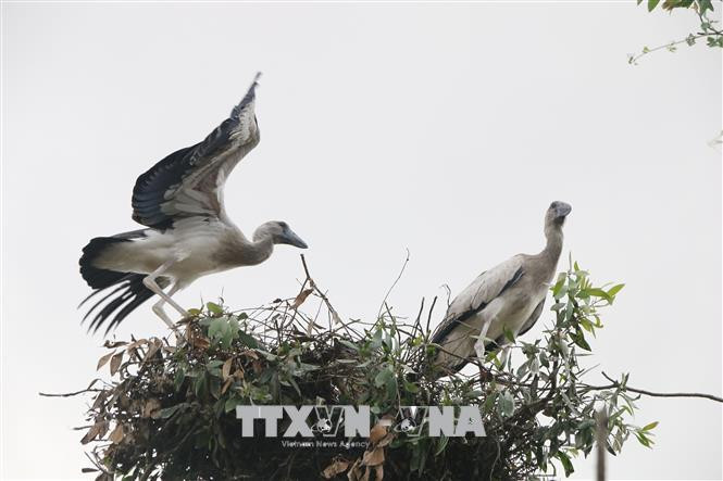 Chim nhan quy hiem tuong tuyet chung bong xuat hien o Quang Binh-Hinh-7