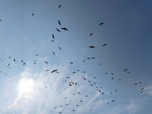 Chim nhan quy hiem tuong tuyet chung bong xuat hien o Quang Binh-Hinh-2