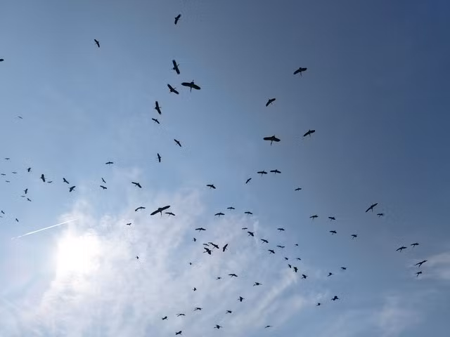 Chim nhan quy hiem tuong tuyet chung bong xuat hien o Quang Binh-Hinh-2