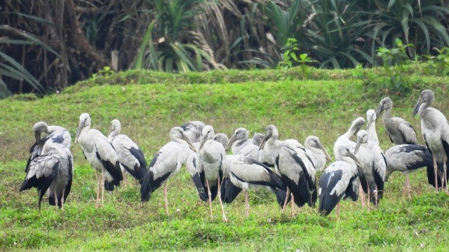 Chim nhan quy hiem tuong tuyet chung bong xuat hien o Quang Binh-Hinh-6
