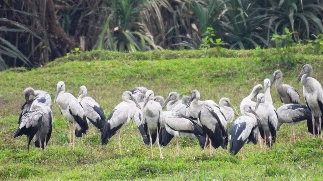 Chim nhan quy hiem tuong tuyet chung bong xuat hien o Quang Binh-Hinh-6