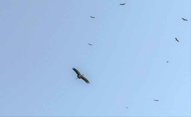 Chim nhan quy hiem tuong tuyet chung bong xuat hien o Quang Binh