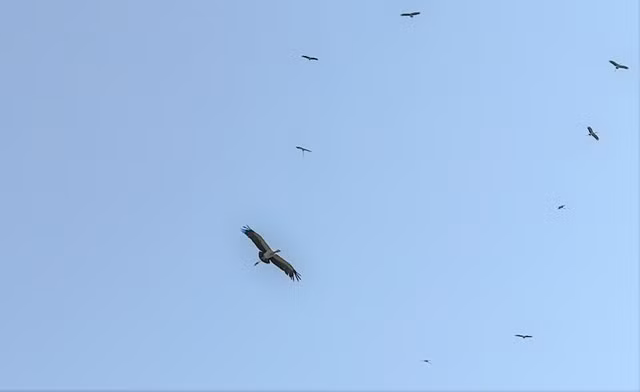 Chim nhan quy hiem tuong tuyet chung bong xuat hien o Quang Binh