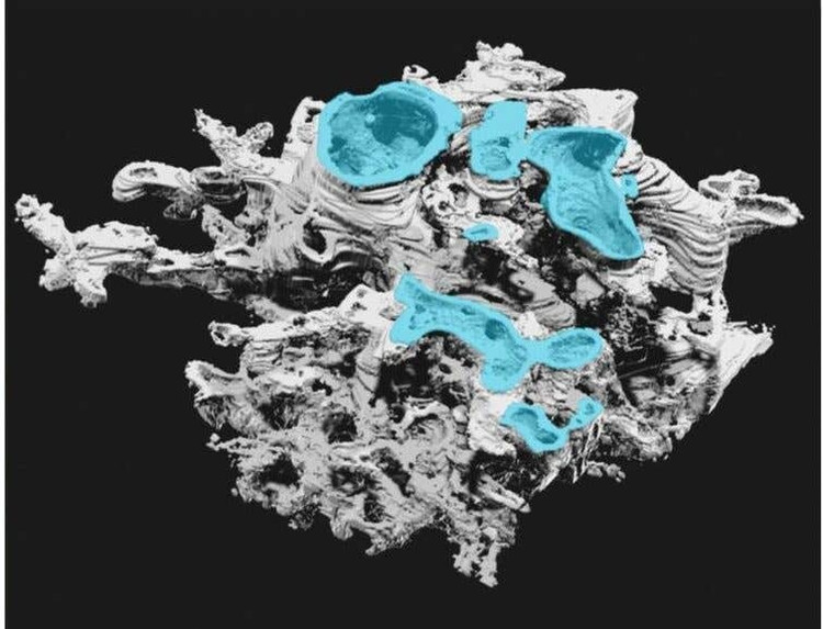 Su that chan dong ve “quai vat” khong chan tay cao 8m-Hinh-8