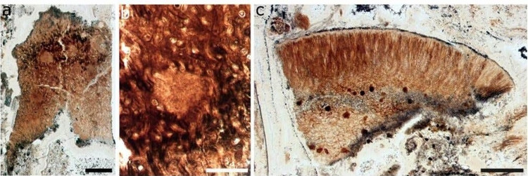 Su that chan dong ve “quai vat” khong chan tay cao 8m-Hinh-5