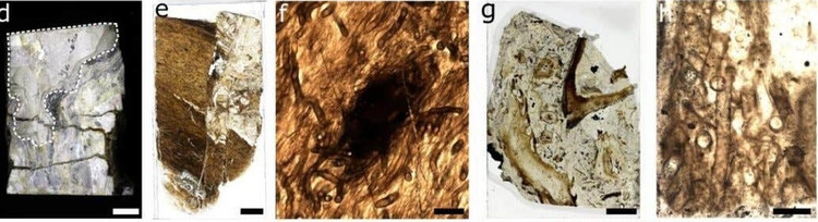 Su that chan dong ve “quai vat” khong chan tay cao 8m-Hinh-6